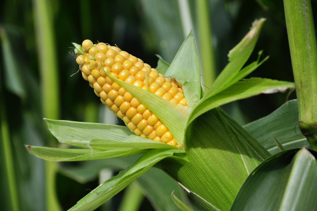 maize losses climate extremes marima adobestock 25924532